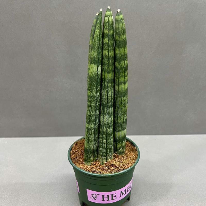 棒叶虎皮兰室内植物四季虎尾兰绿植盆栽花卉好养活