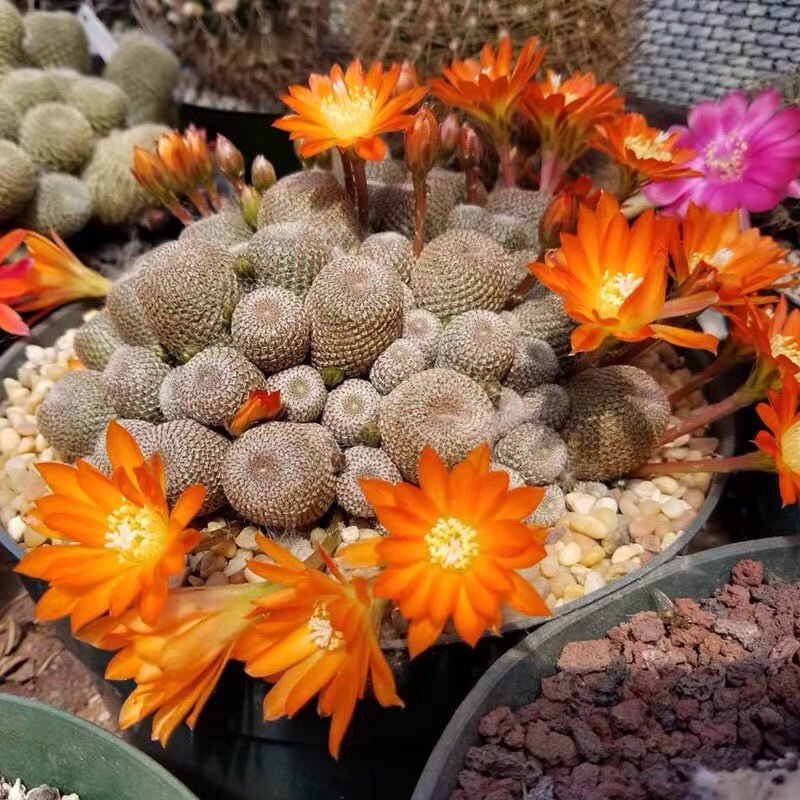 群生橙宝山仙人球无刺开花桌面电多肉植物
