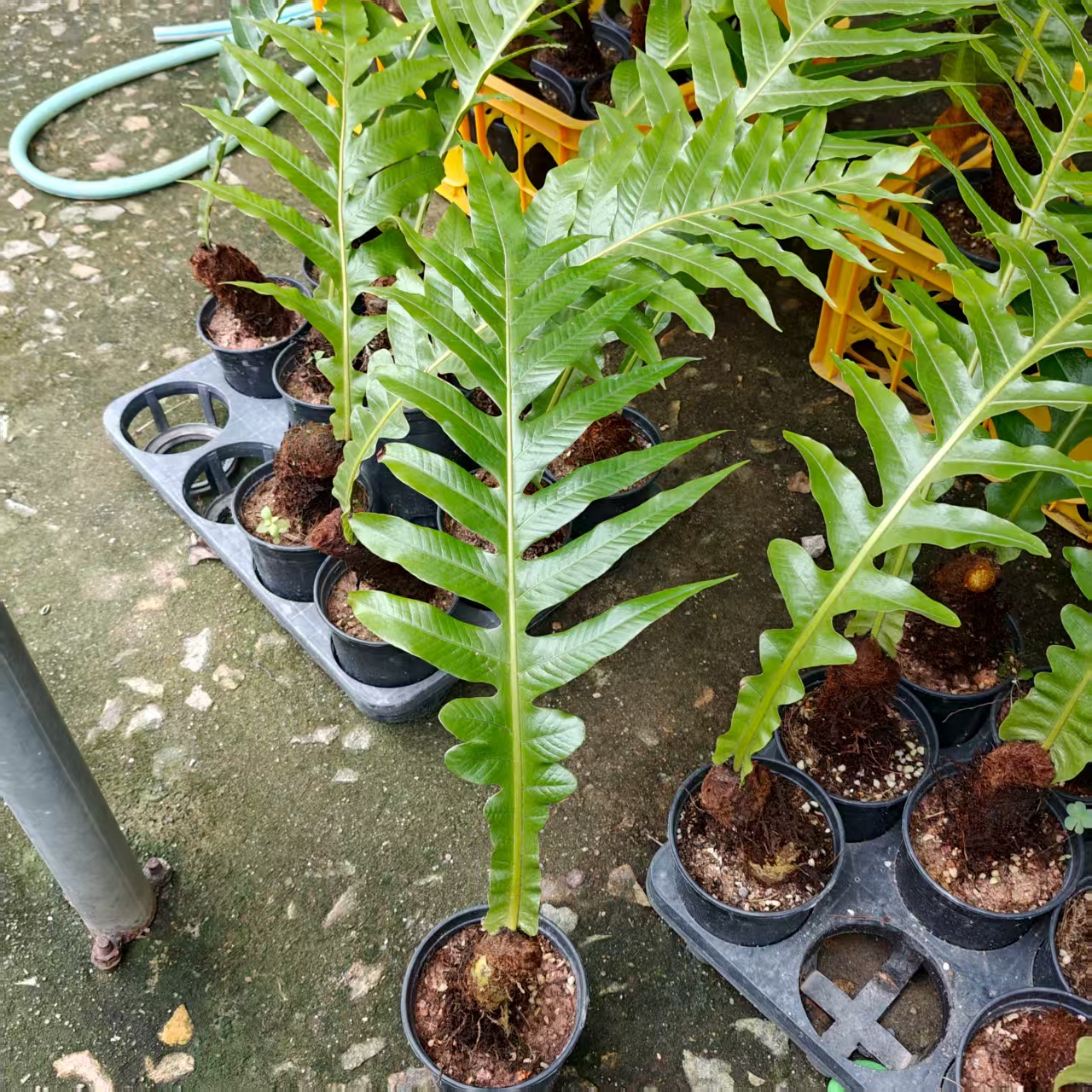 轻奢风绿植室内室外落地大型绿植绿植高王冠蕨垂m蕨类植物盆栽
