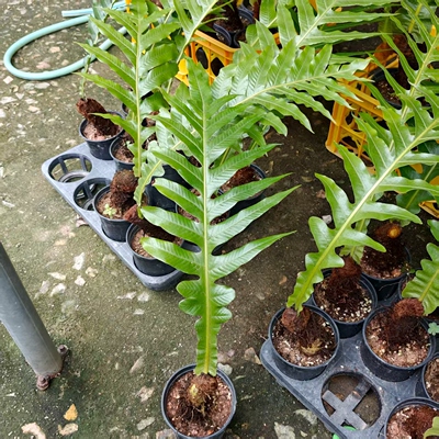 轻奢风绿植室内室外落地大型绿植绿植高王冠蕨垂m蕨类植物盆栽