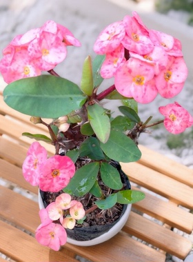 桃粉红色虎刺梅盆栽大叶铁海棠盆栽花卉绿植阳台庭院四季开花室
