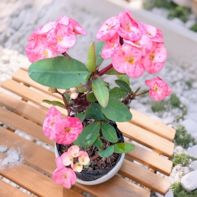 桃粉红色虎刺梅盆栽大叶铁海棠盆栽花卉绿植阳台庭院四季开花室