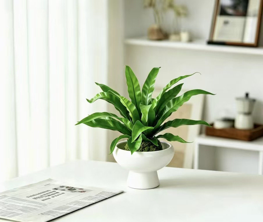展叶鸟巢蕨苔藓球蕨类水培植物室内茶几桌面绿植净化空气懒人好养