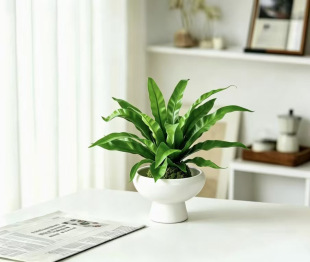 展叶鸟巢蕨苔藓球蕨类水培植物室内茶几桌面绿植净化空气懒人好养