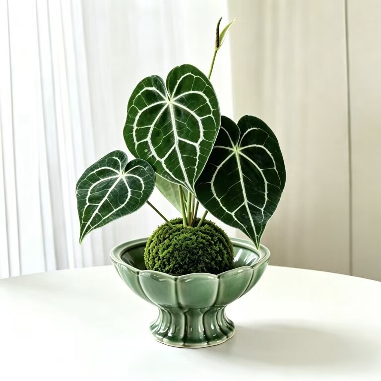 克莱恩花烛苔藓球室内桌面绿植盆栽好养易活观叶植物