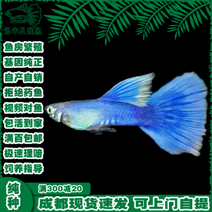 孔雀鱼热带淡水色彩独特观赏鱼