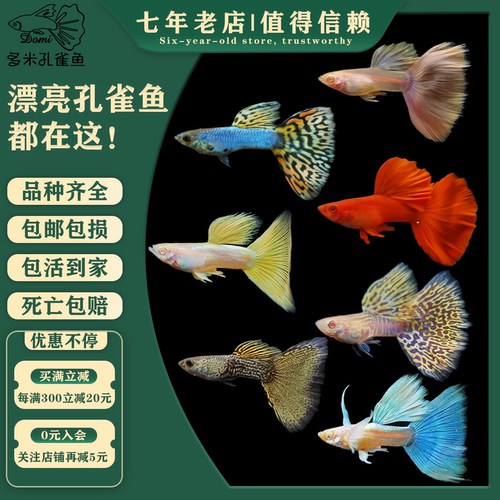 白金红尾象耳马赛克蛇王孔雀鱼