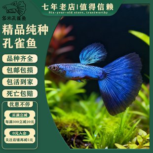 莫斯科辛加蓝精品大尾巴纯色孔雀鱼天空蓝礼服活体观赏鱼新手好养