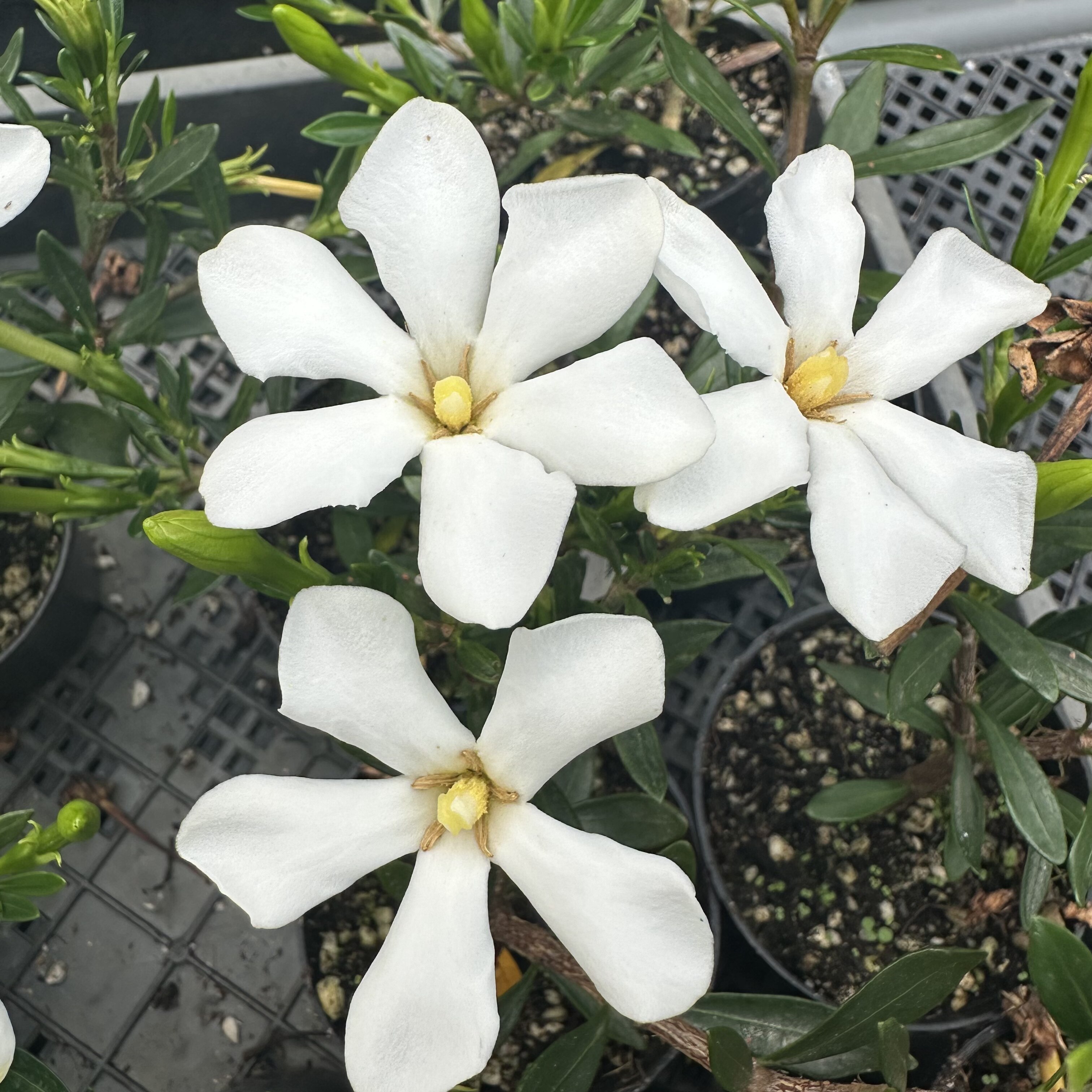 米叶雀舌栀子花 单瓣多季开花 小叶栀子 矮小型盆栽