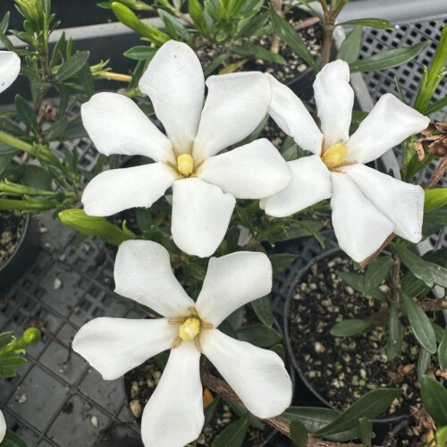 米叶雀舌栀子花 单瓣多季开花 小叶栀子 矮小型盆栽
