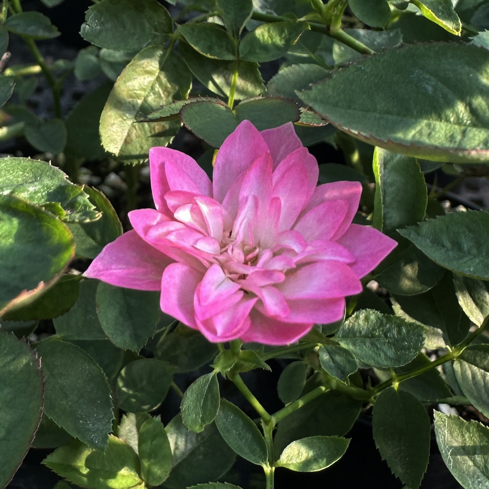超微月季盆栽 天荷繁星 迷你小月季姬乙女阳台微型月季四季开花,鲜花速递/花卉仿真/绿植园艺,月季/蔷薇/玫瑰,淘宝优惠券,粉丝福利购,淘宝优惠卷