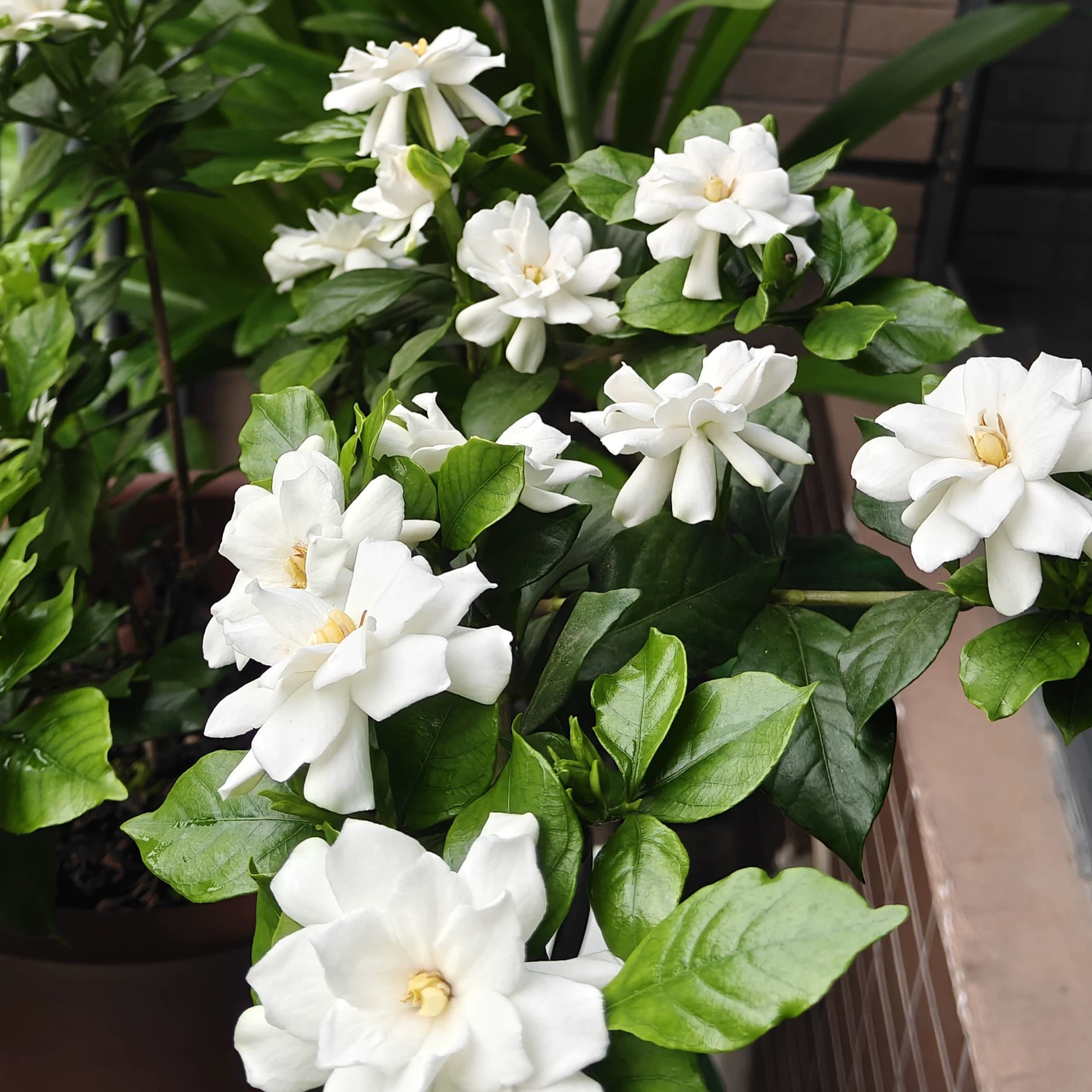玉环栀子花多季开花室内外重瓣图片