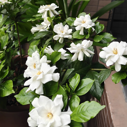 玉环栀子花多季开花室内外重瓣