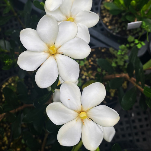 光叶释迦小叶栀子多季开花