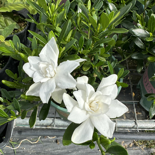 秋蝉重瓣栀子花盆栽多季开花