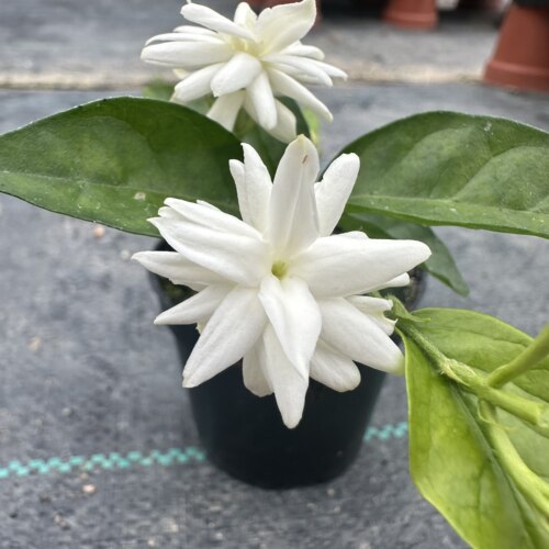 茉莉花盆栽树苗 重瓣虎头茉莉  笔尖茉莉 圆叶宝珠 香水茉莉