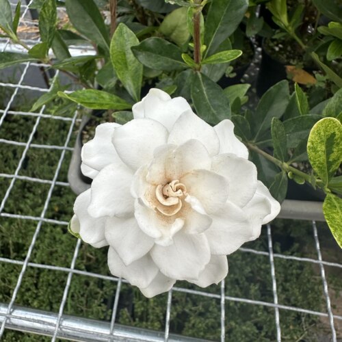 斑云栀子花 多季开花 重瓣浓香