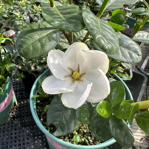 纽扣栀子花盆栽单瓣多季开花