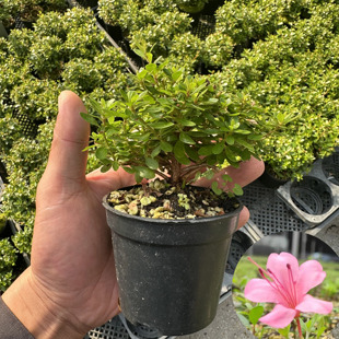 独杆皋月杜鹃 早乙女 微盆景矮小植物素材苗桌面盆栽迷你植物