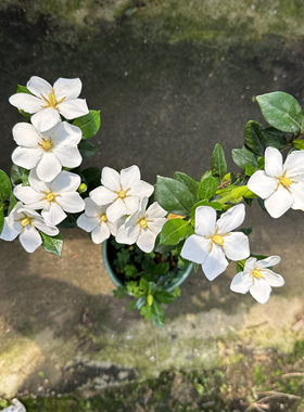 一寸法师栀子花盆栽多季开花