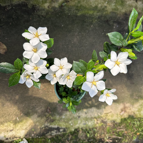 一寸法师栀子花盆栽多季开花