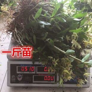 营养杯存活铁皮石斛苗盆栽鲜条食用室内外正宗雁荡霍山花卉绿植