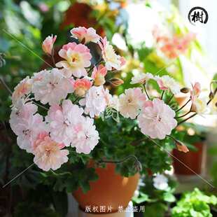【合辑4】艺树兽系天竺葵 进口庭院阳台草本花卉耐热马乔里盆栽苗