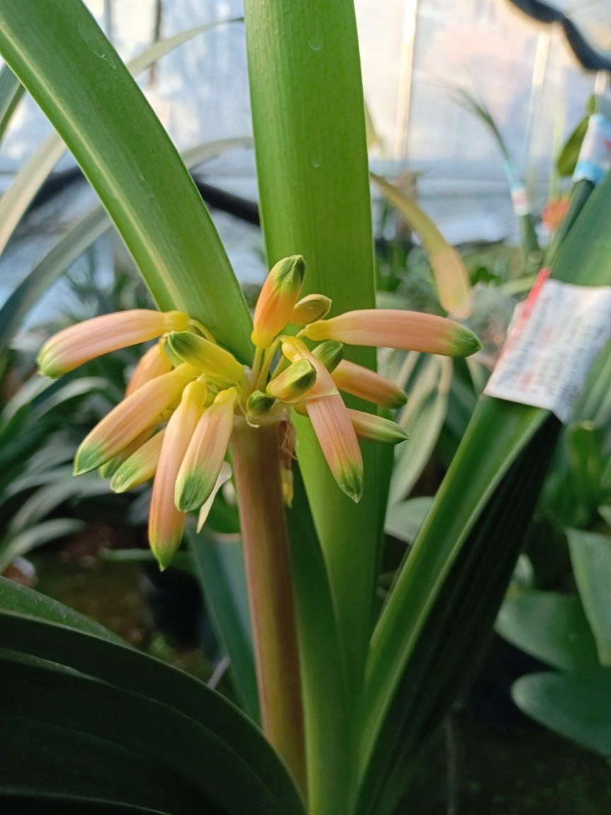 南非毛兰有茎沼泽花园垂笑种间毛垂原生君子兰室内花卉净化空气