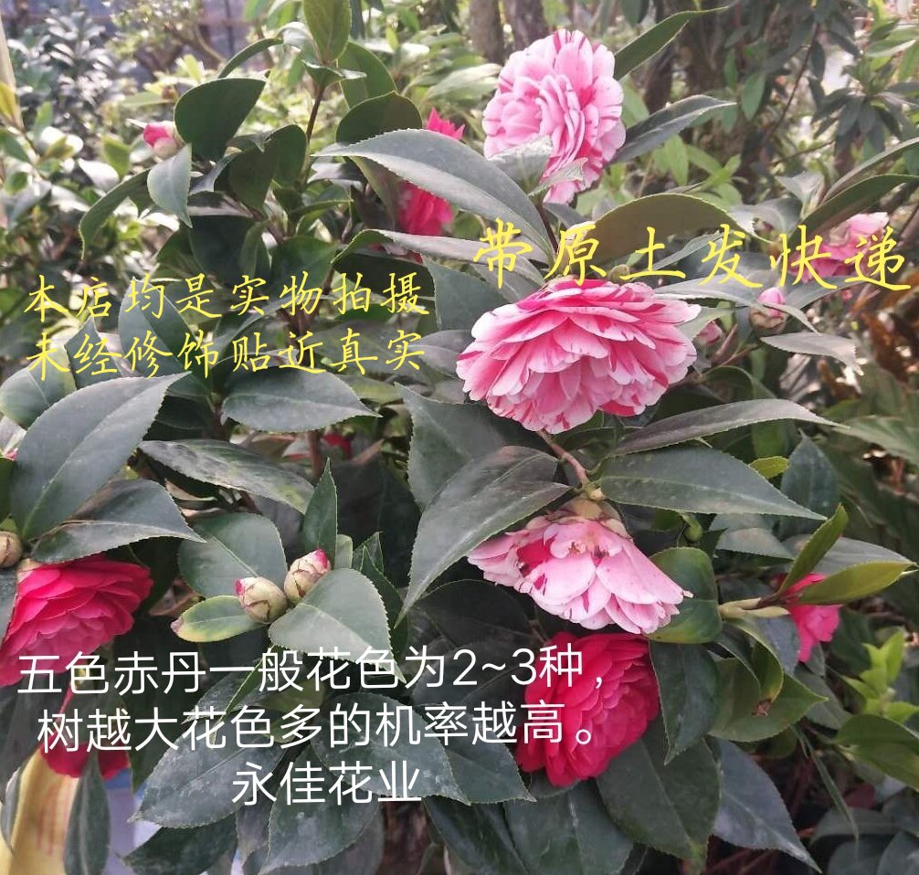 龙火珠小玫瑰十八学士大五宝五色赤丹香妃樱八福建名贵品种茶花