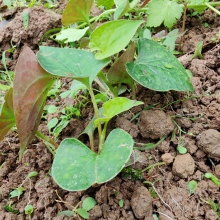 可食用折耳根种植苗现挖四季泥土盆栽折耳根苗广东鱼腥草绿植苗子