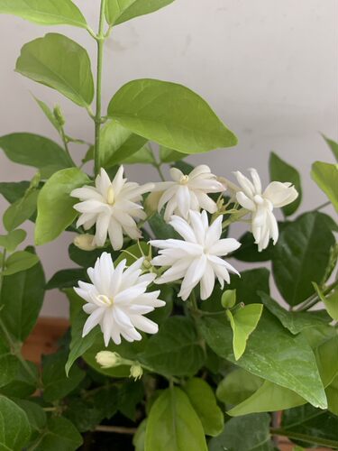 新品种重瓣笔尖茉莉花特香款花开不断花香提神净化空气好养