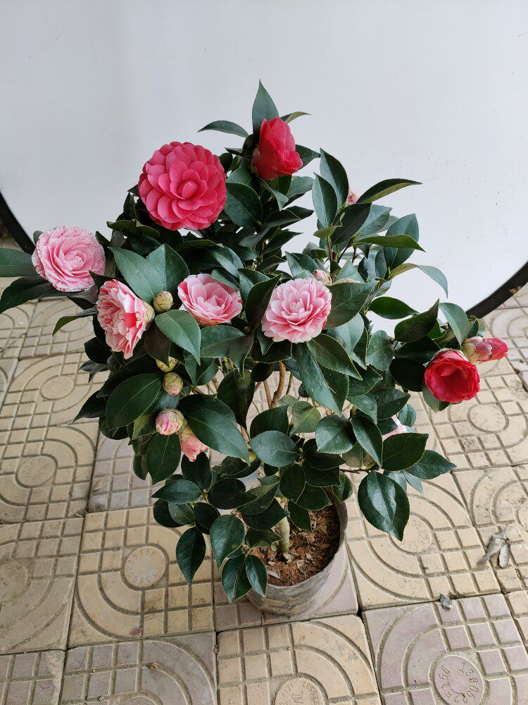 茶花苗多色茶花五色赤丹茶花大苗室内阳台庭院种植茶花树苗