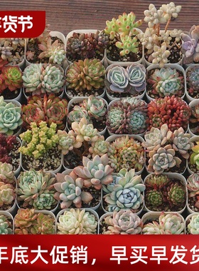 Snow succulent plant beheaded seedling rootless succulent