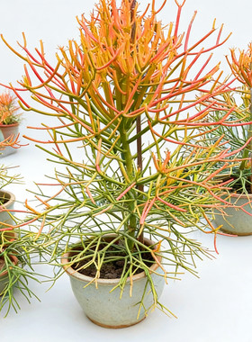 红珊瑚树火焰珊瑚木多肉室内外好养庭院花境搭配沙生植物耐旱造景