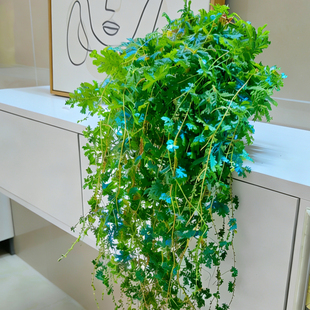 变色龙蕨会变色翠云草垂吊网红绿植室内耐阴观叶植物客厅悬挂装饰