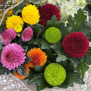 乒乓菊多色彩色开花盆栽带花苞花期长室内阳台庭院地栽好养绿植物