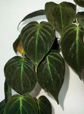 云母蔓绿绒网红黑色叶片多年生垂吊爬藤水培室内观叶绿植物小盆栽
