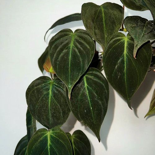 云母蔓绿绒网红黑色叶片多年生垂吊爬藤水培室内观叶绿植物小盆栽