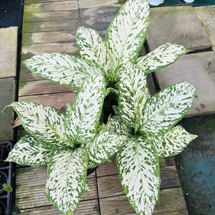 暴风雪万年青粗勒草大叶白锦翡翠绿植盆栽店办公室客厅书房卧室