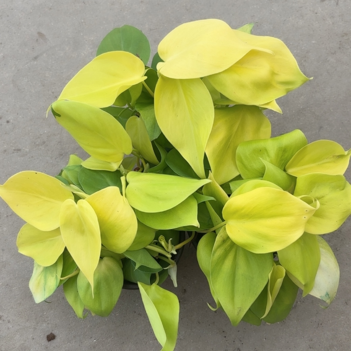 柠檬汁蔓绿绒ins风网红绿植盆栽室内桌面阳台垂吊观叶植物吸甲醛