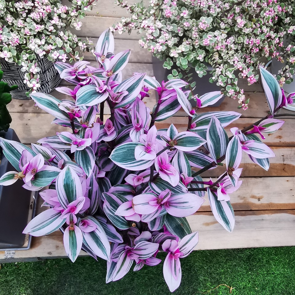 油画婚礼吊兰室内阳台观叶多年生耐晒耐旱净化空气开花绿植小盆栽