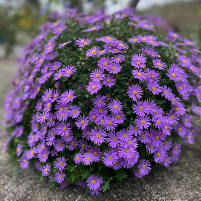 姬小菊盆栽花苗春季四季开花不断阳台庭院花园易爆盆带花开花机器