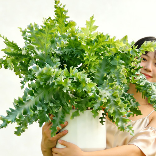达瓦娜蓝星水龙骨蕨达瓦纳蓝绿银灰叶片ins风观叶好养绿植物盆栽