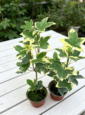 花叶熊掌木盆栽室内阳台桌面庭院耐阴水培耐晒四季常绿植物小盆栽