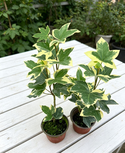 花叶熊掌木盆栽室内阳台桌面庭院耐阴水培耐晒四季常绿植物小盆栽