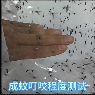 活体蚊子 蚊子活物 骚扰阿蚊 科学 驱蚊实验 花蚊子 死蚊子标本