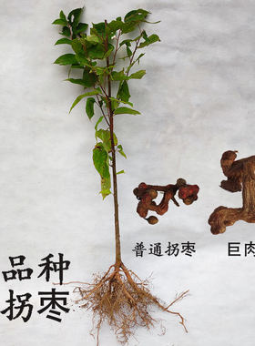 大果拐枣苗仙居应氏果树苗正宗