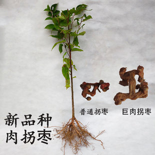 拐枣苗树苗特大新品种园林绿化庭院种植经济林木正宗鸡爪梨万寿果
