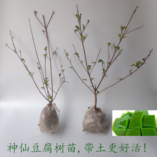 神仙豆腐树苗 观音豆腐 柴叶腐树苗