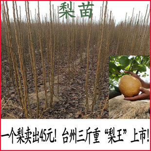 梨树嫁接苗南方种植翠冠梨盆栽地栽落叶水果树苗特大蒲瓜梨苗